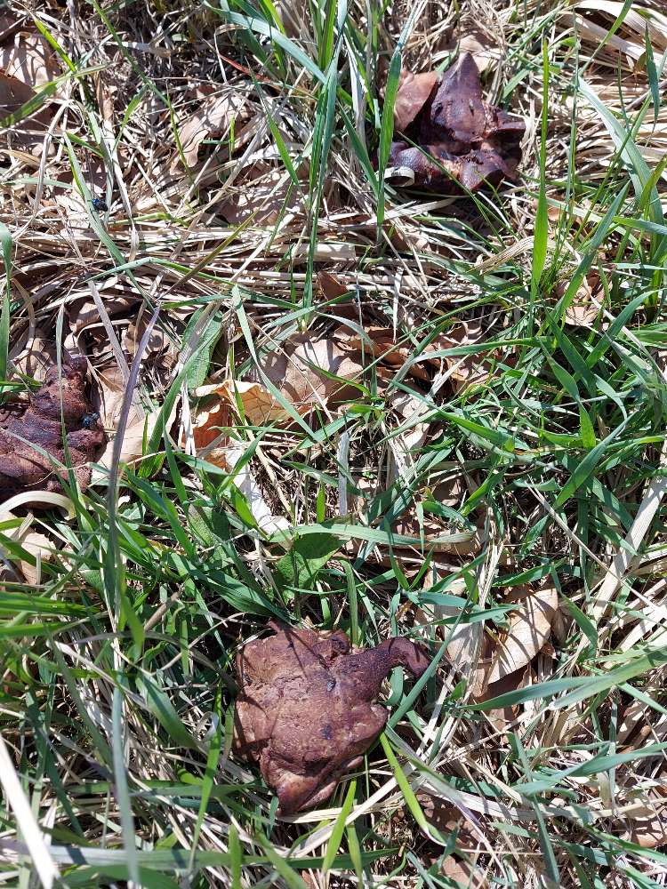 Giftköder-Große Fleischstücke-Profilbild