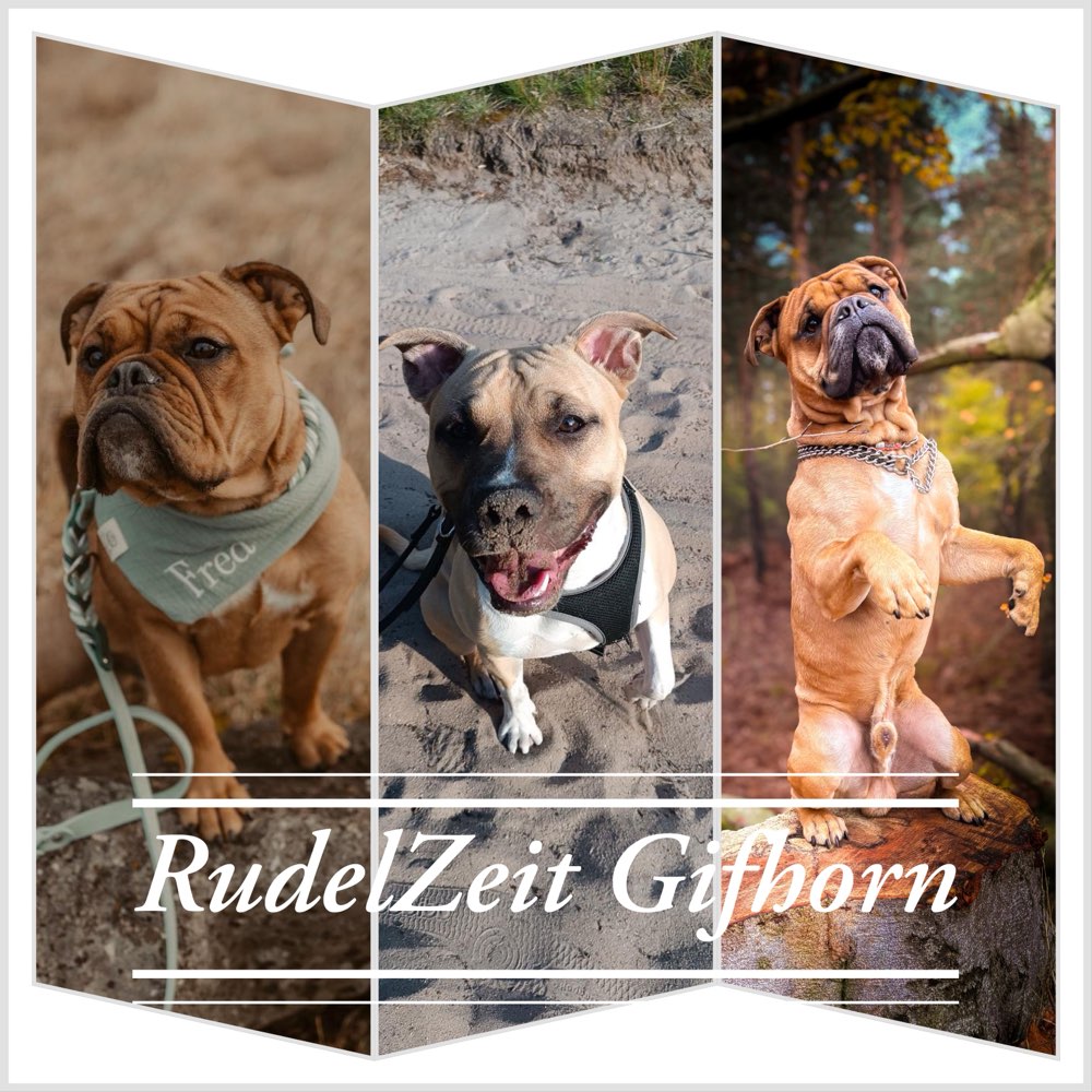 Hundetreffen-Spaziergehpartner, Trainingspartner, Play-Dates-Profilbild
