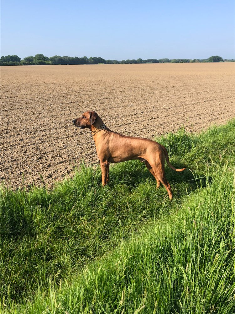 Hundetreffen-Freunde gesucht-Profilbild