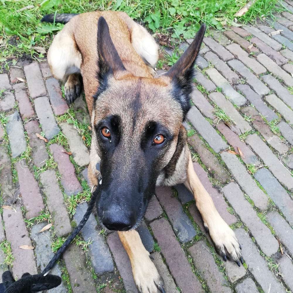 Hundetreffen-Hundetreffen mit Trainingseinheiten-Profilbild