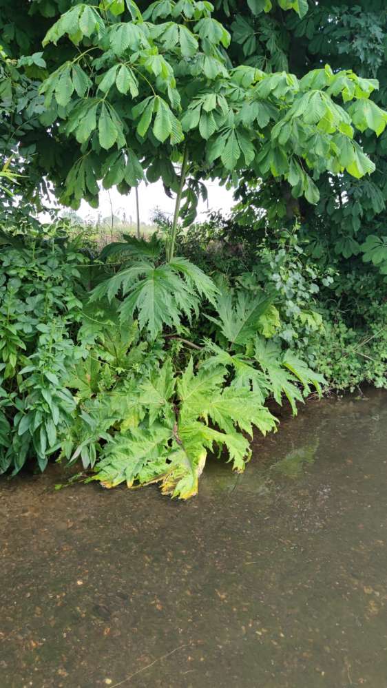 Giftköder-Riesenbärenklau-Profilbild