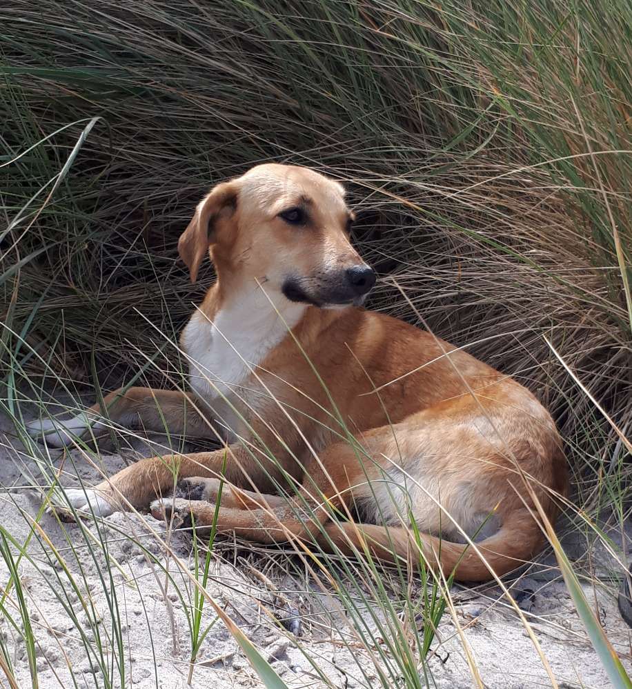 Hundetreffen-Social walk in Hildesheim-Profilbild