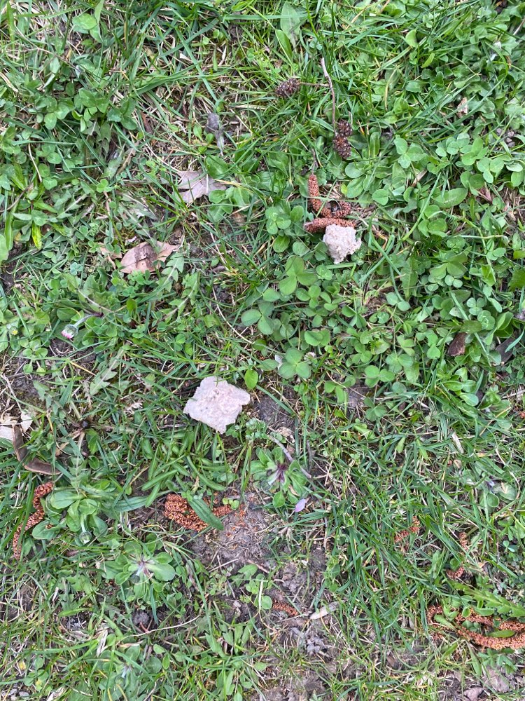 Giftköder-Leberwurst mit weißem Granulat-Profilbild