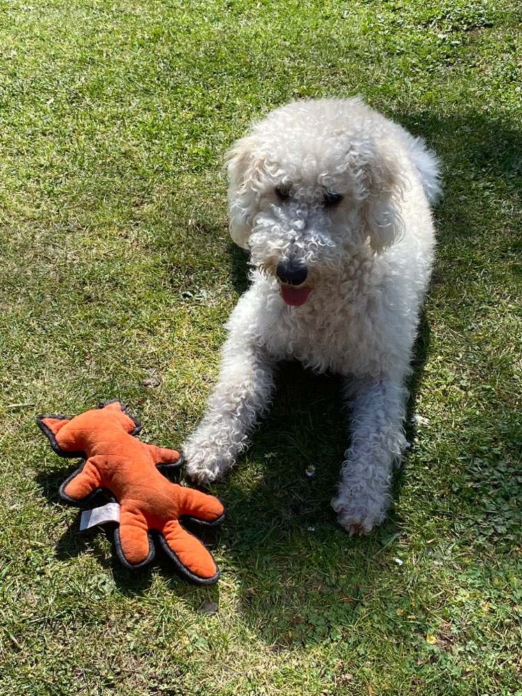 Hundetreffen-Sissi sucht Spielkameraden-Profilbild