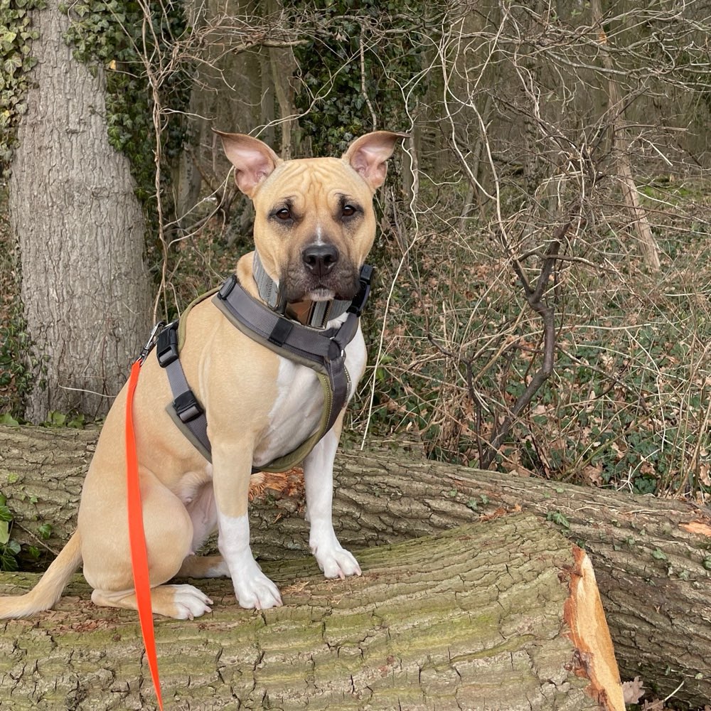 Hundetreffen-Gemeinsame Spaziergänge üben-Profilbild