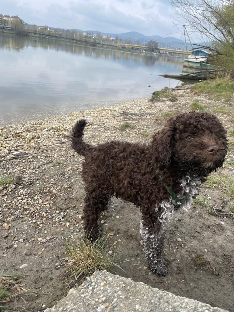 Hundetreffen-welpentreffen (am besten im augarten)-Profilbild