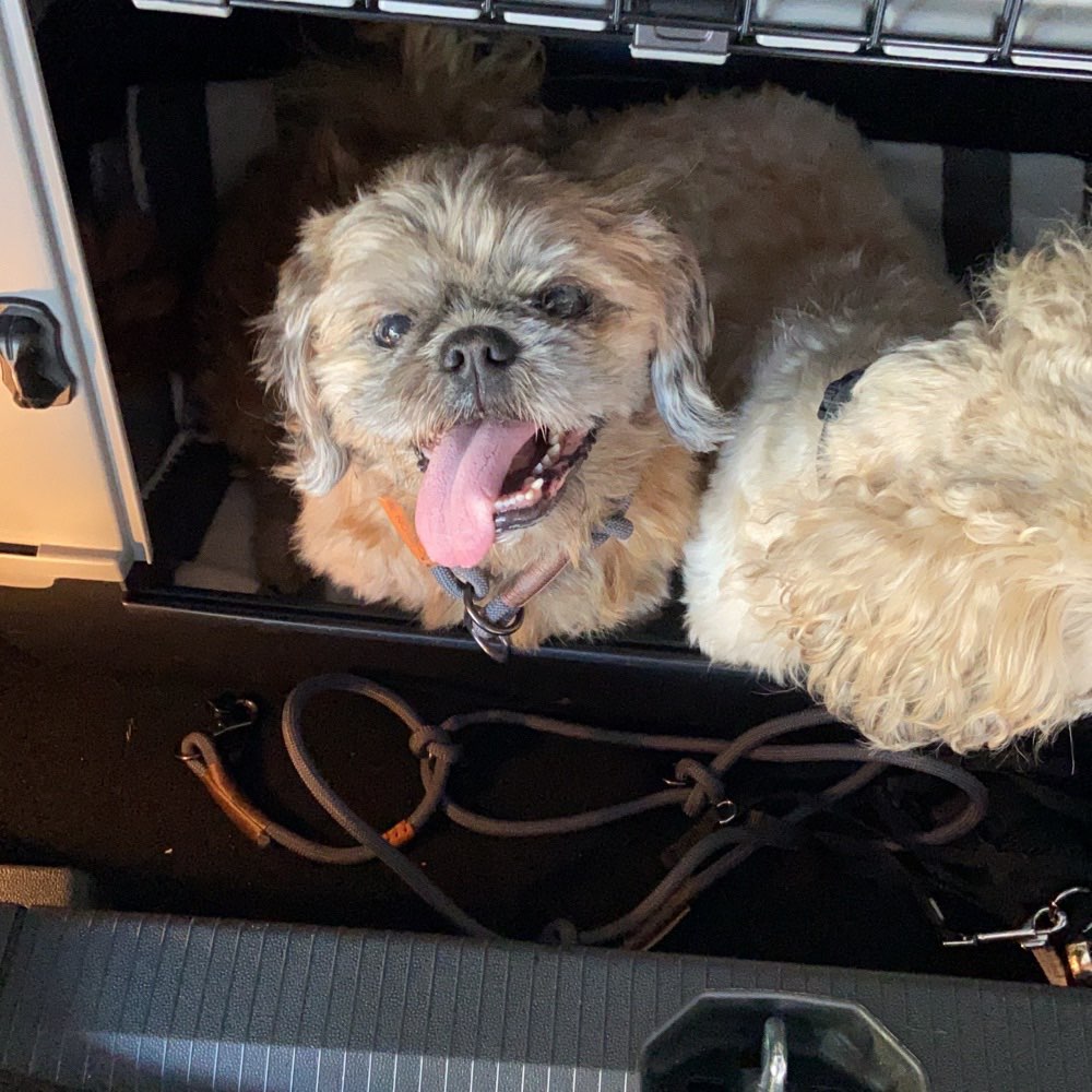 Hundetreffen-Entspannte Gassirunden-Profilbild