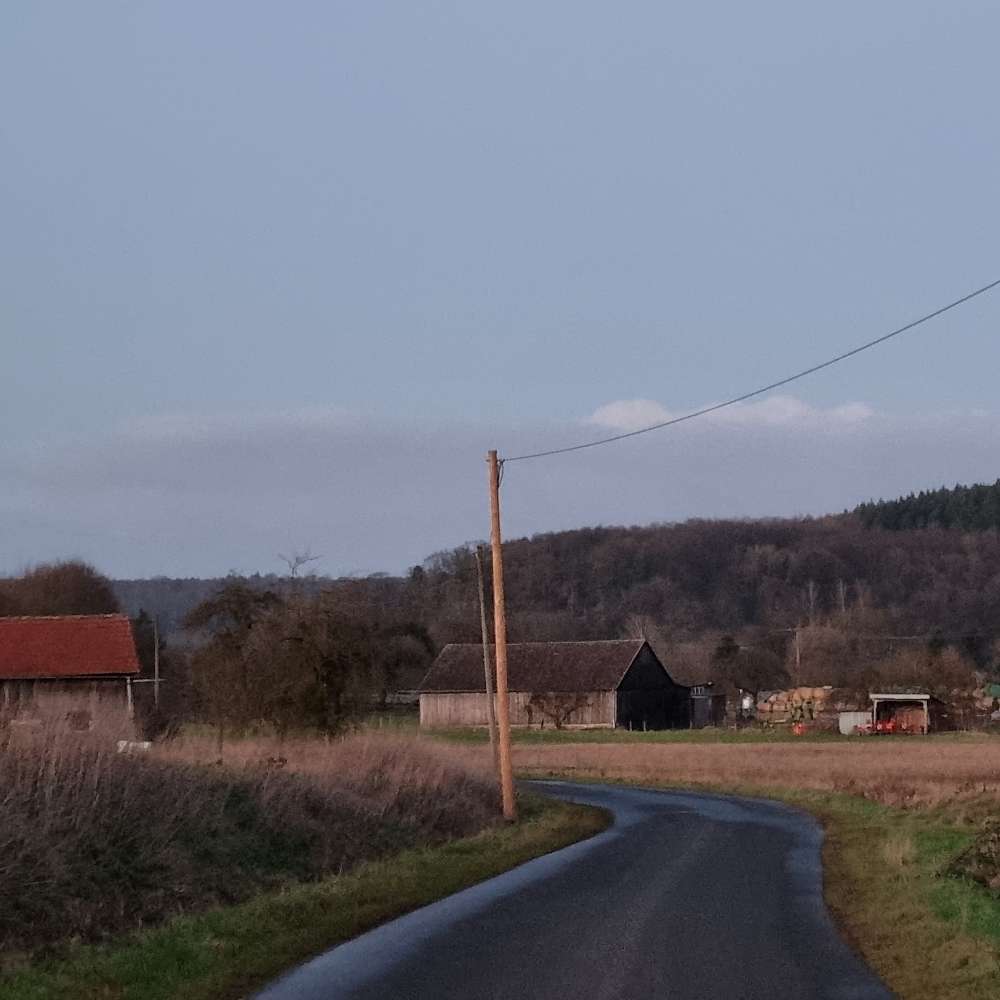 Hundetreffen-Gemeinsame Spaziergänge-Profilbild