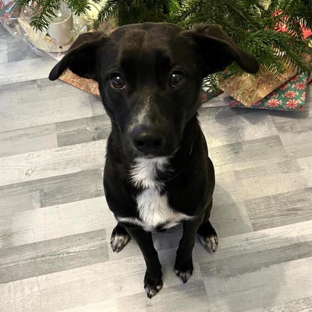 Hundetreffen-Souveränen Hundekumpel gesucht-Profilbild