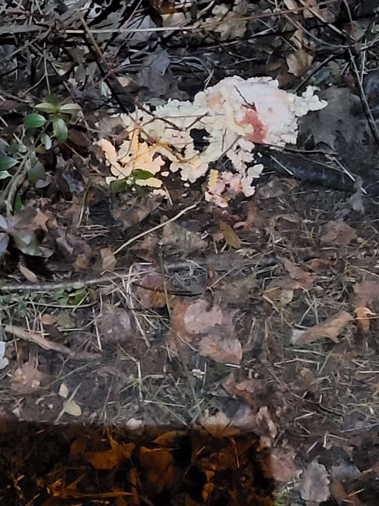 Giftköder-Evtl. Giftköderalarm-Profilbild