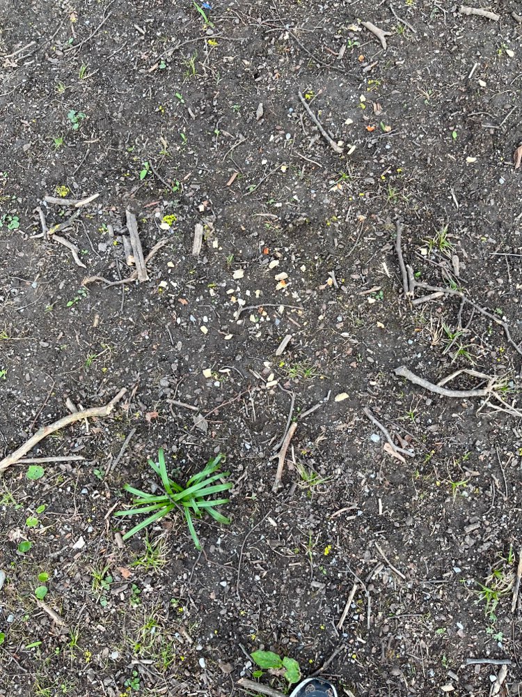 Giftköder-Vermutlich Köder-Profilbild