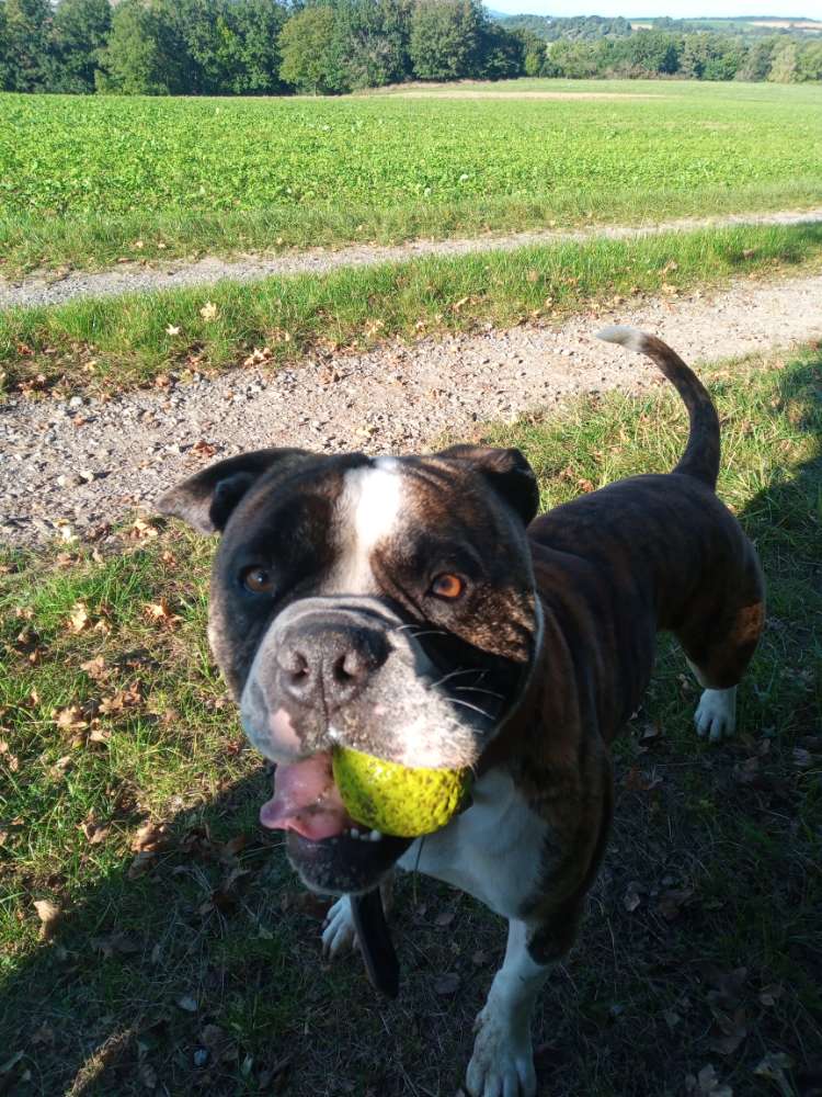 Hundetreffen-Trainingspartner mit Spaß und guter Laune-Profilbild