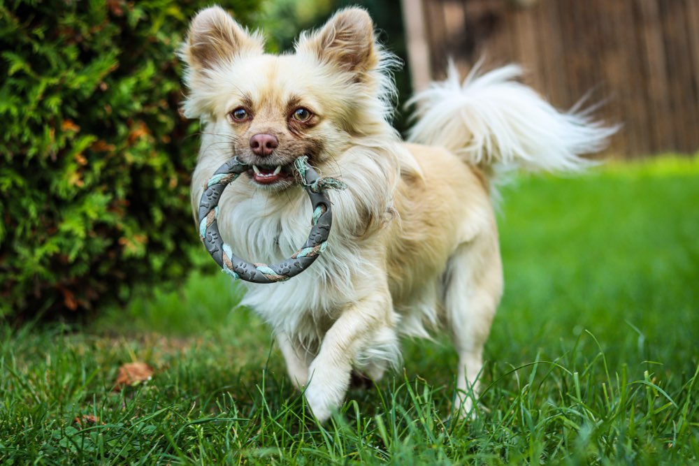 Hundetreffen-Spielrunde in Regnitzlosau-Profilbild