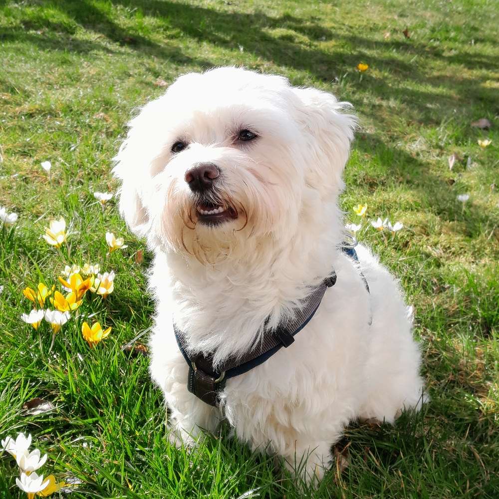 Hundetreffen-Gassirunde-Profilbild