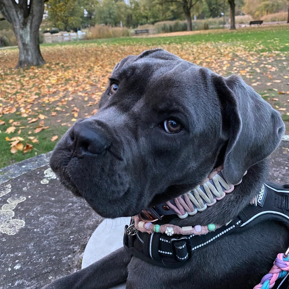 Hundetreffen-Suche entspannte Spaziergänge-Profilbild