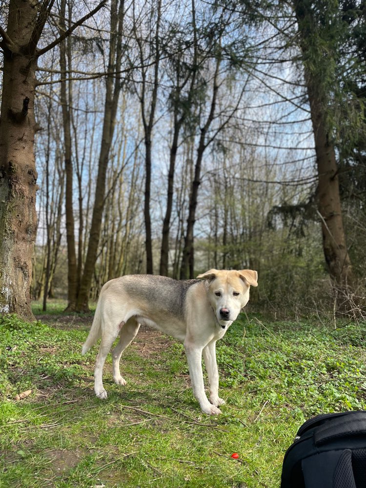 Hundetreffen-Spieletreff in Bestenheid-Profilbild