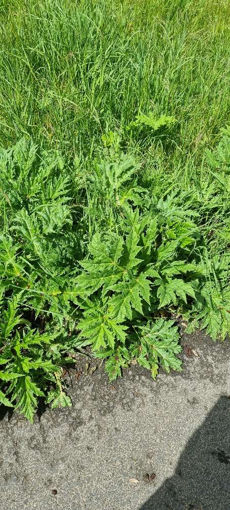 Giftköder-Bärenklau-Profilbild