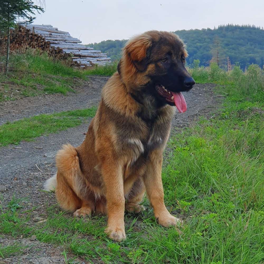 Hundetreffen-Junghundtreffen in Bergneustadt-Profilbild