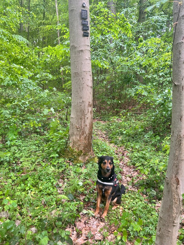 Hundetreffen-Eilenriederunde oder Truppi-Profilbild