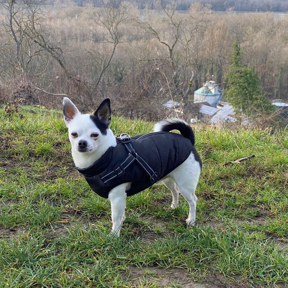 Hundetreffen-Gassirunde-Profilbild
