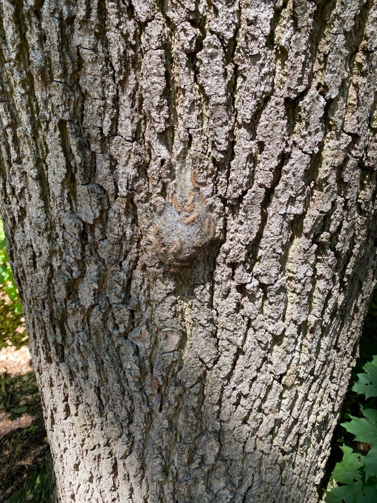 Giftköder-Eichen-Prozessionsspinner-Profilbild