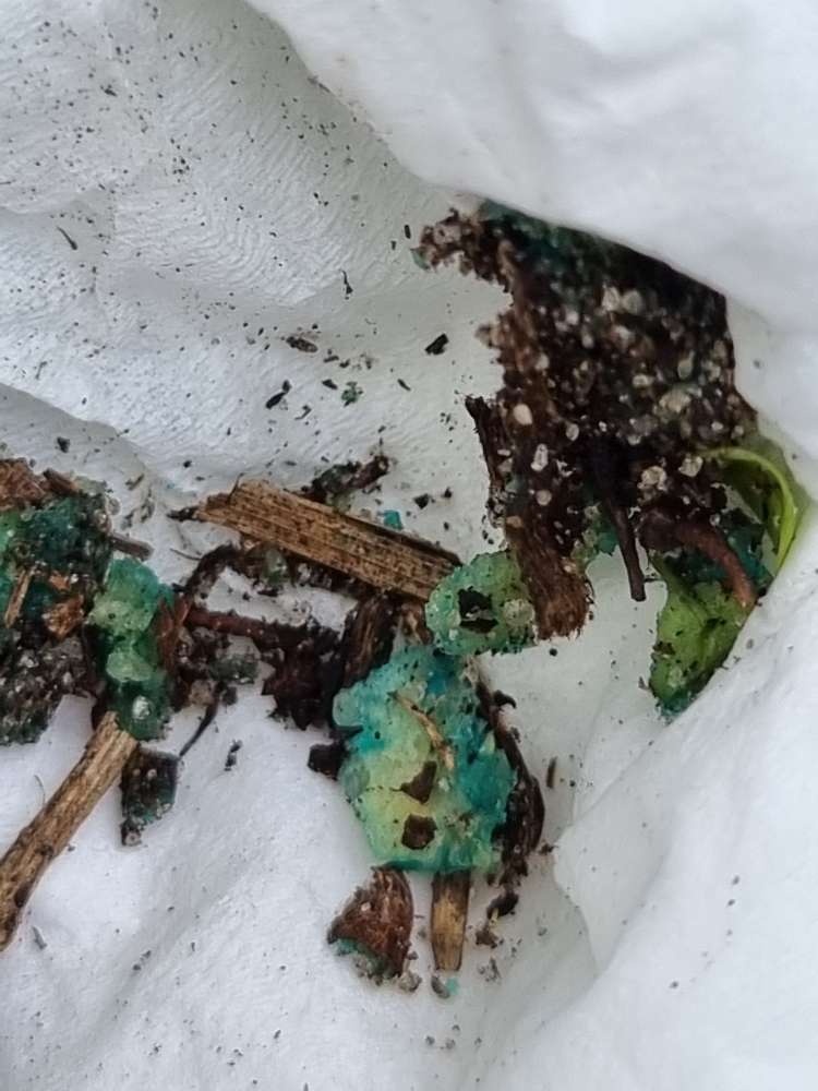 Giftköder-Giftköder (Schneckengift)-Profilbild