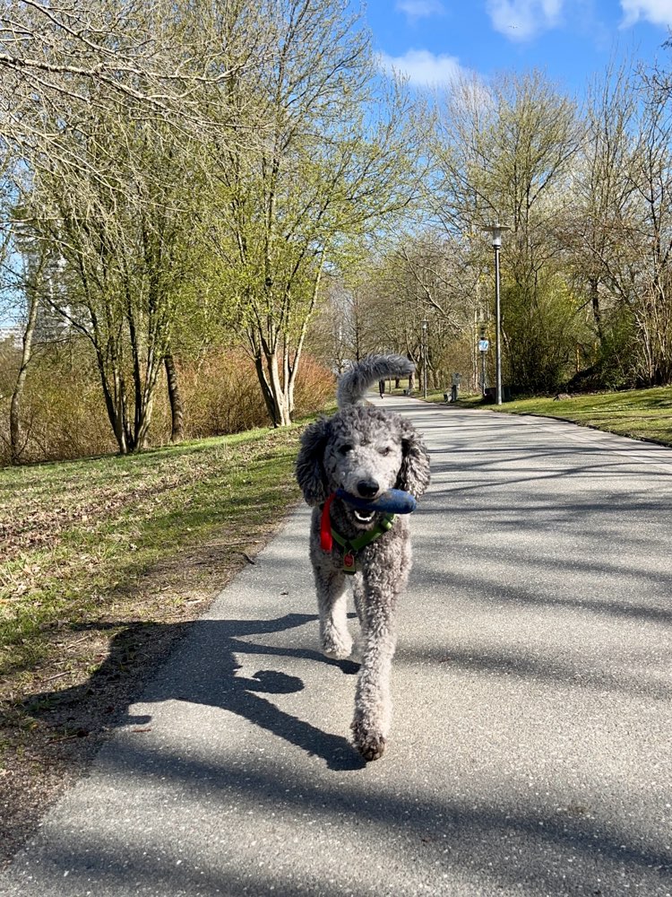 Hundetreffen-Gassipartner für entspannte Runden gesucht-Profilbild