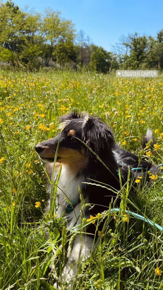 Hundetreffen-Spaziergänge mit erfahrenen Hunden-Profilbild