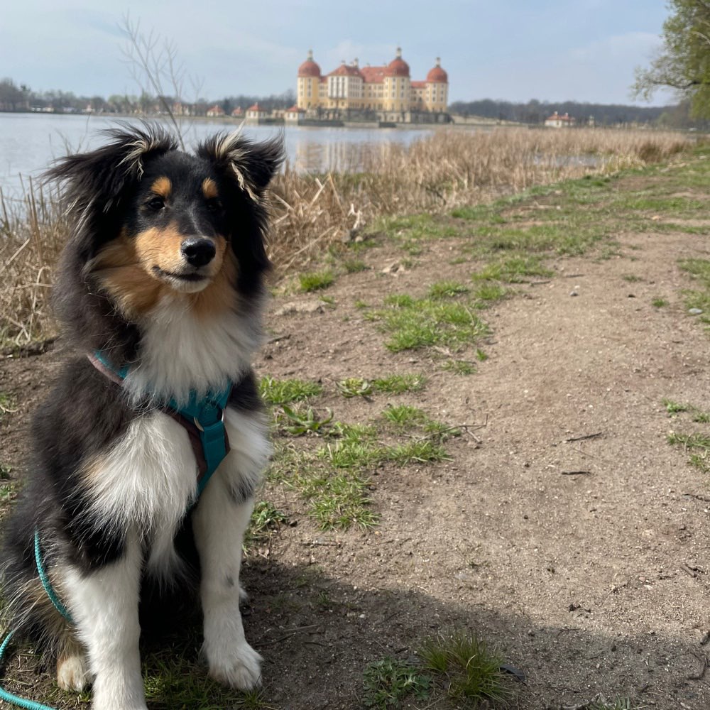 Hundetreffen-Welpenspielrunde Dresden-Profilbild