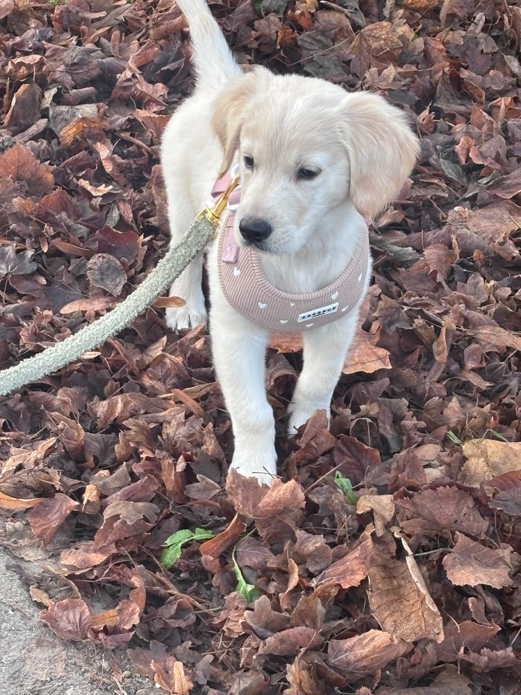 Hundetreffen-Suche einen Freund für Charly-Profilbild