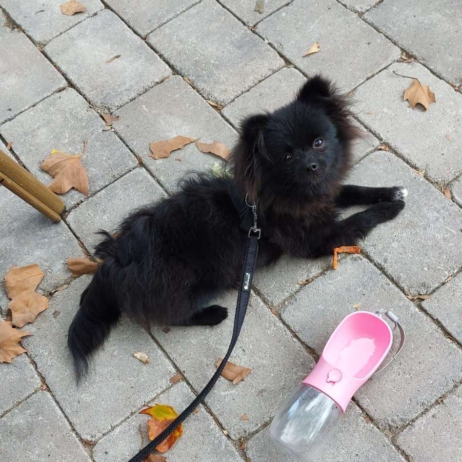 Hundetreffen-Gassi- und Spielgefährten gesucht-Profilbild