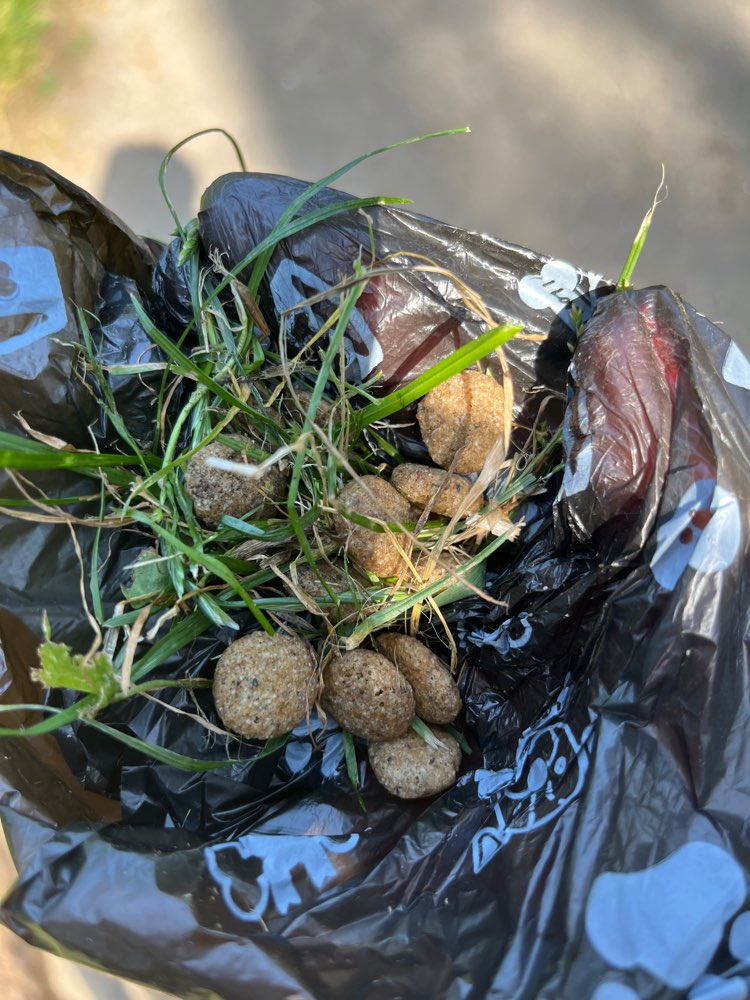 Giftköder-Trockenfutter im Bürgerpark-Profilbild