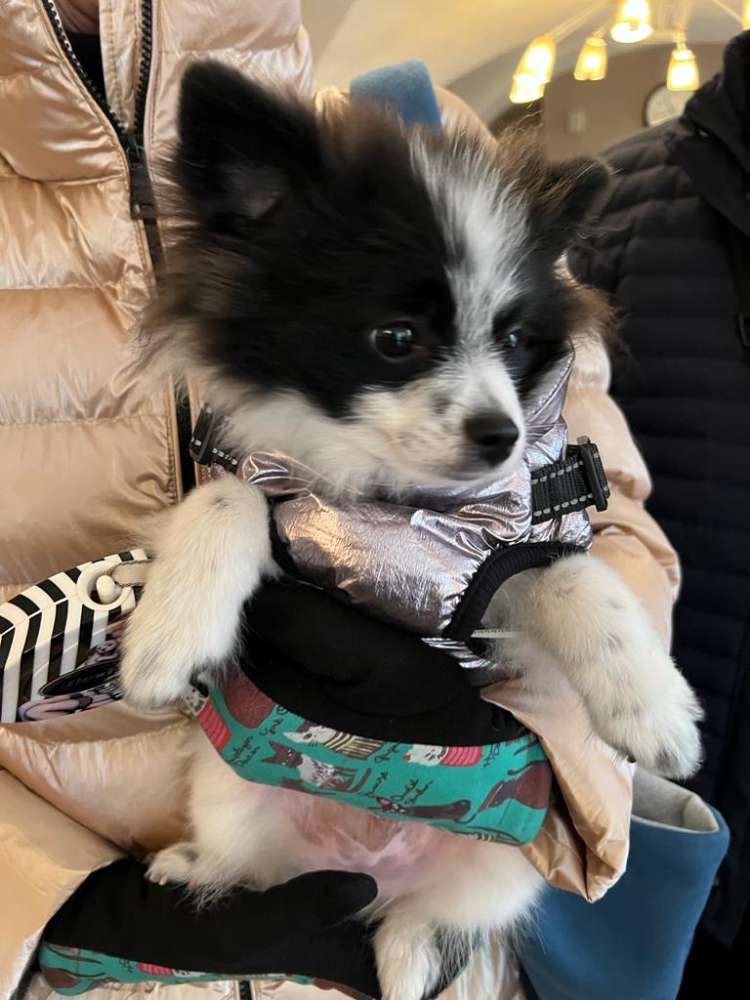 Hundetreffen-Spielrunde/Gassirunde-Profilbild