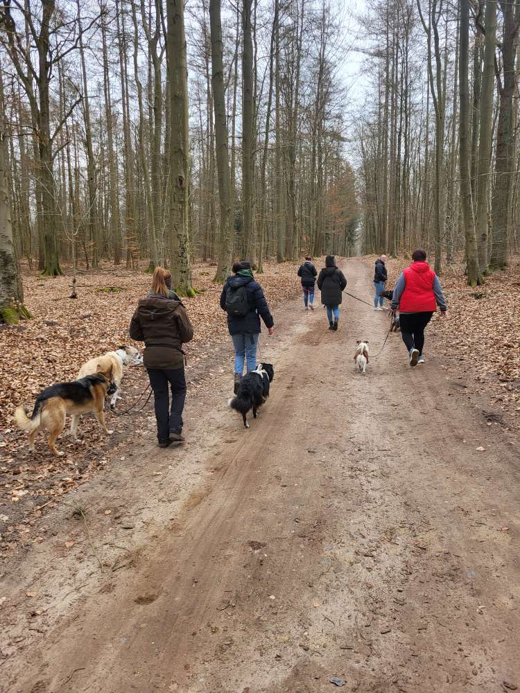Hundetreffen-Trainingsgruppe sucht aktiven Zuwachs-Profilbild