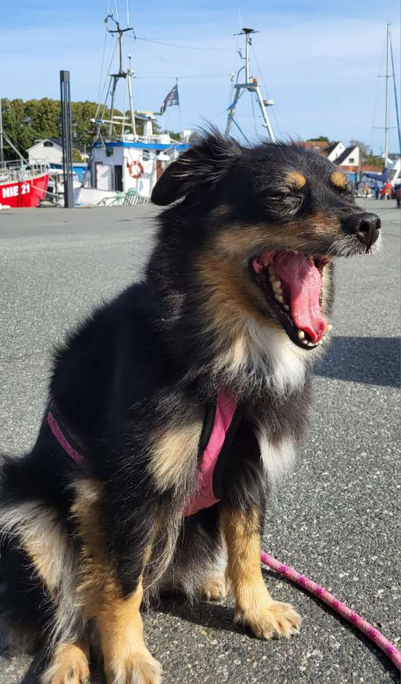 Hundetreffen-Suche Kontakte mit brachezephalen Rassen-Profilbild