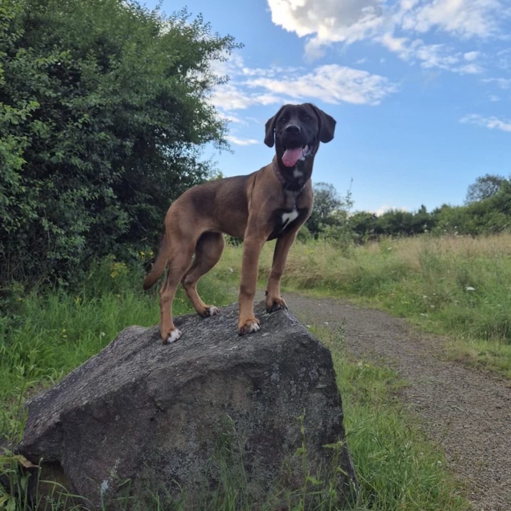 Hundetreffen-Ich bin Milli 13 Jahre alt mit meinem Hund nala sie ist 6 Monate alt-Profilbild