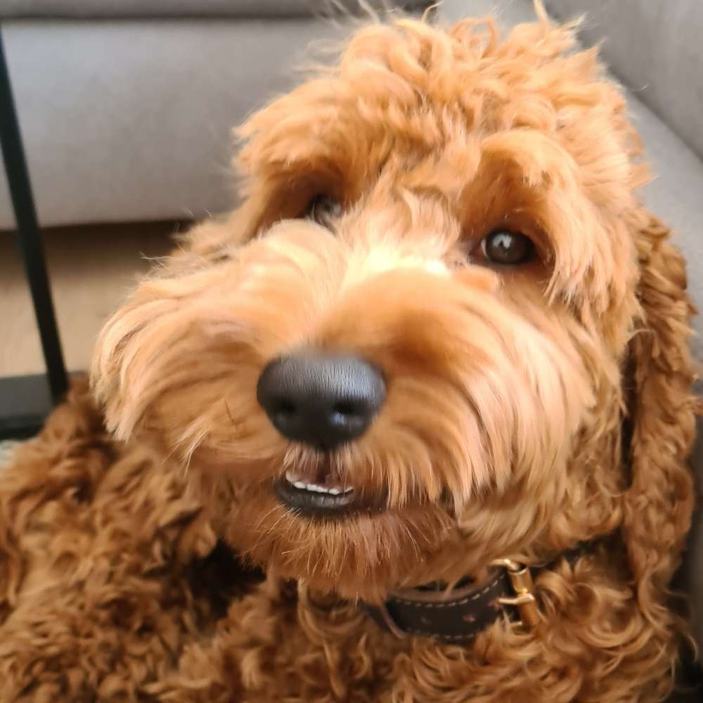 Hundetreffen-Spielrunde für kleine bis mittlere Hunde bis ca 15kg-Profilbild