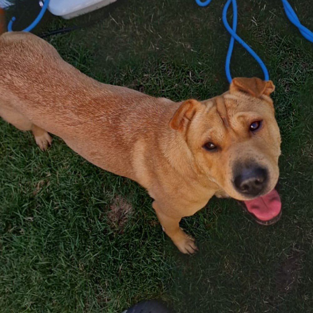 Hundetreffen-Spielen 🥰-Profilbild