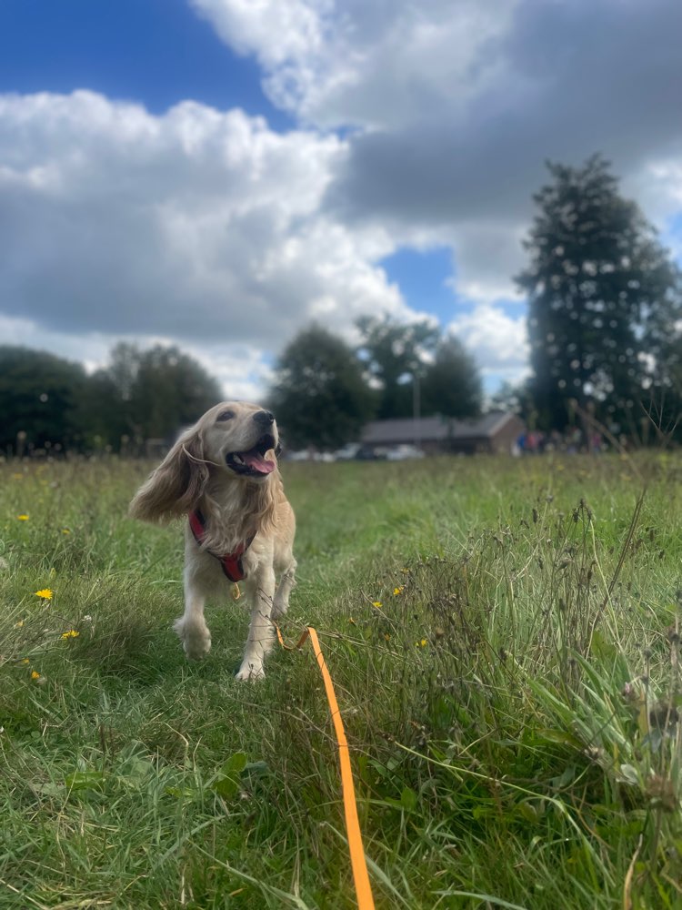 Hundetreffen-Ich & meine Fellnase suchen Spiel- und Trainingspartner-Profilbild