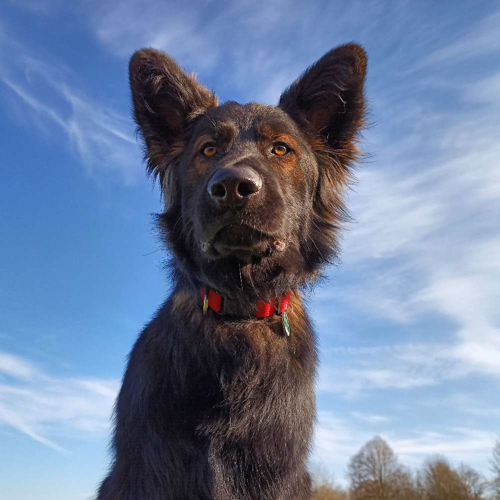 Hundetreffen-HUNDEFREUNDE GESUCHT! 🐶-Profilbild