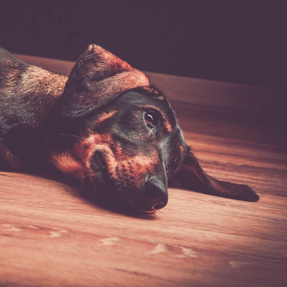 Hundetreffen-Energiegeladene Griechin sucht Spielgefährten 😉-Profilbild