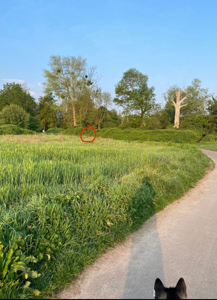 Giftköder-Wildschweine-Profilbild