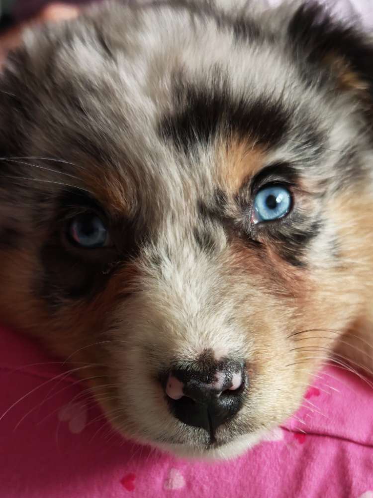 Hundetreffen-Welpentreffen-Profilbild