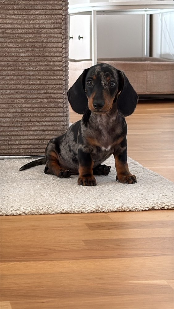Hundetreffen-Welpentreffen im Raum Böblingen-Profilbild