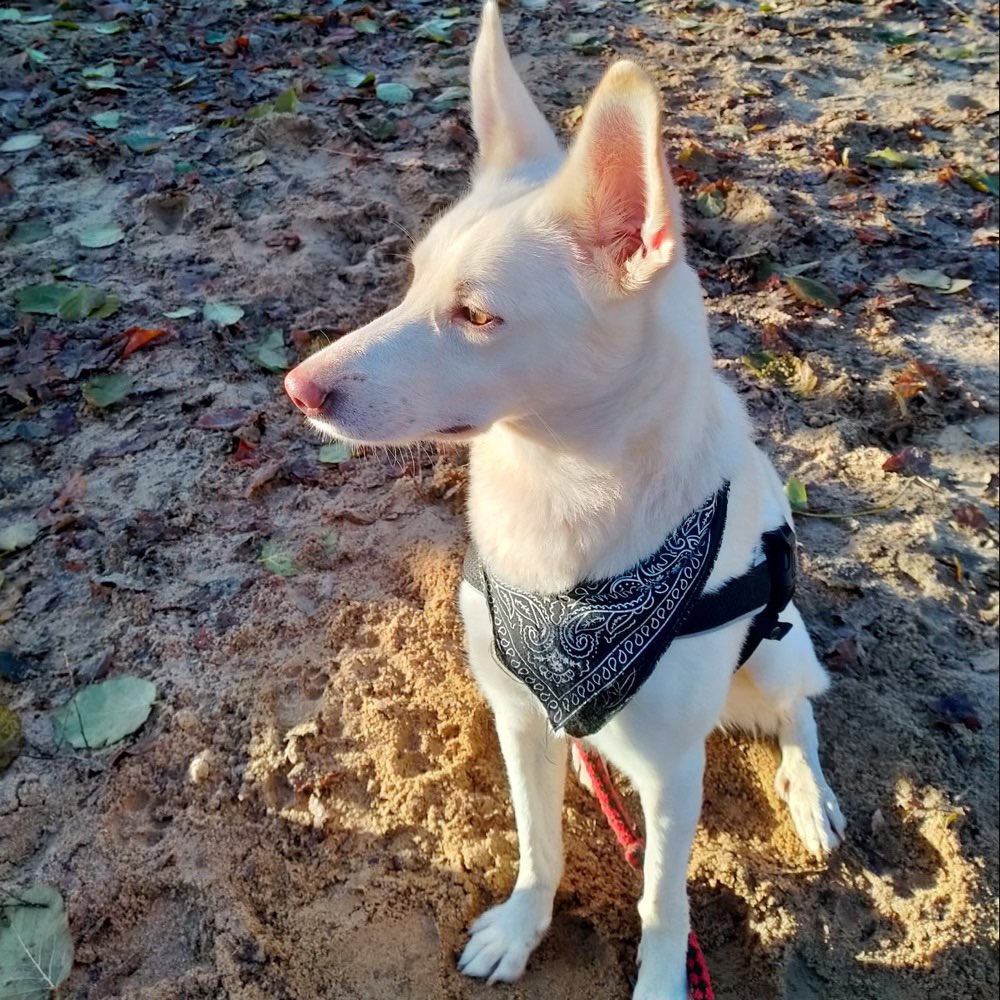 Hundetreffen-Freund:in zum Spielen und gemeinsamen Gassi Runden gesucht!🐾-Profilbild