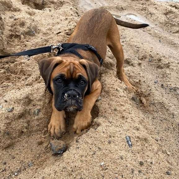 Hundetreffen-Spielkameraden gesucht 🐕-Profilbild