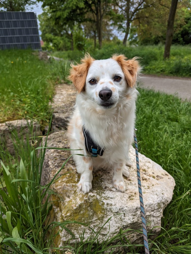 Hundetreffen-Gassirunden-Profilbild