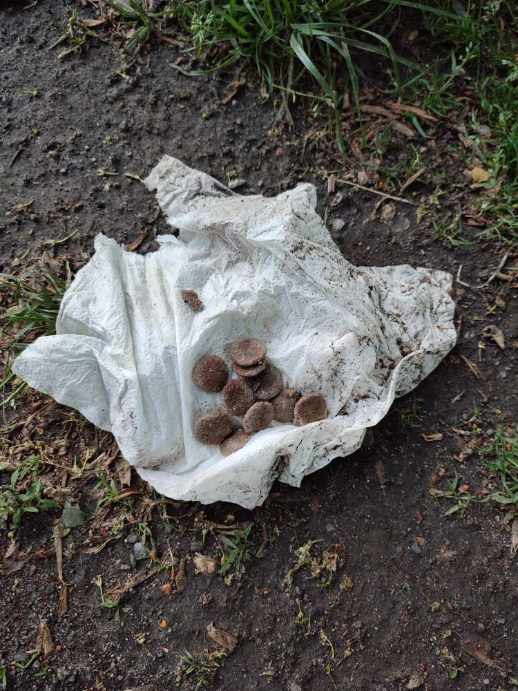 Giftköder-Trockenfutter in Zewa-Tuch-Profilbild