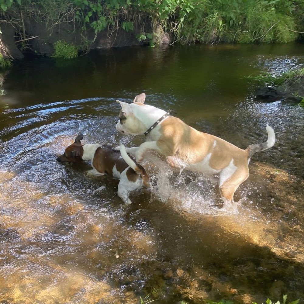 Hundetreffen-Spielrunden 🐾🐶-Profilbild