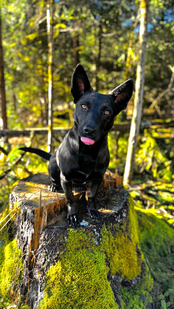 Hundetreffen-Gassirunden Forstenrieder Park-Profilbild